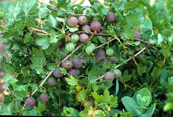 Gooseberry 'Black Velvet'