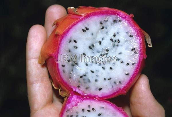 Cactus fruit