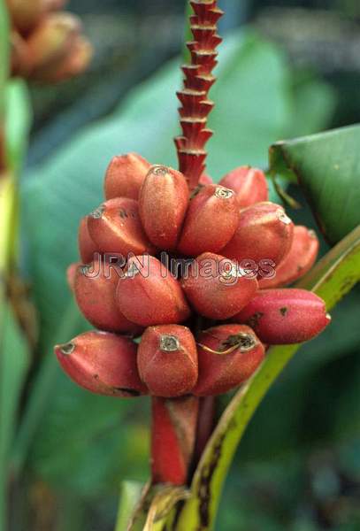 Musa velutina