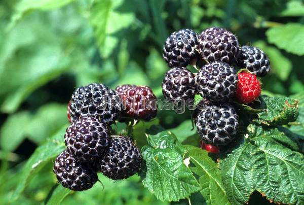 Black raspberry