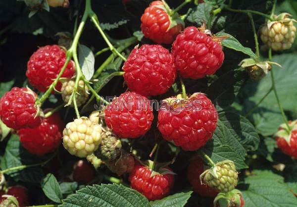 Raspberries