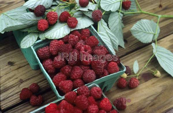 Raspberry 'Royalty'