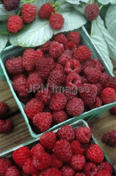 Raspberry 'Royalty'