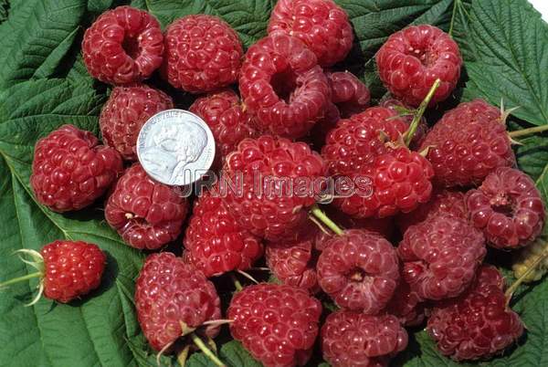 Raspberry 'Royalty'