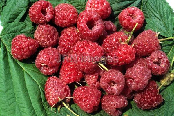 Raspberry 'Royalty'