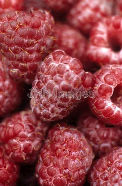 Raspberry 'Royalty'