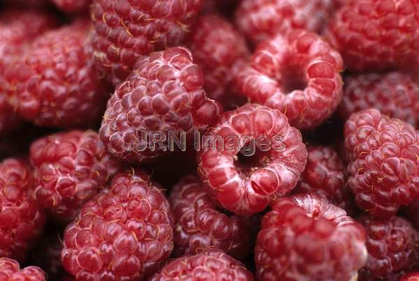 Raspberry 'Royalty'