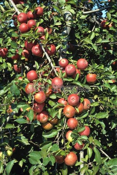 Apple 'Winesap'