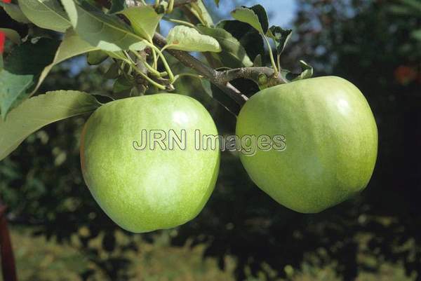 Apple 'Granny Smith'