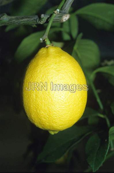 Citrus