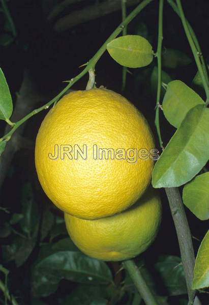 Citrus