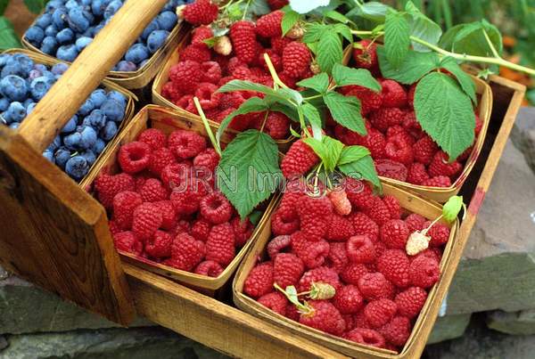 Raspberries 'Red Titan'