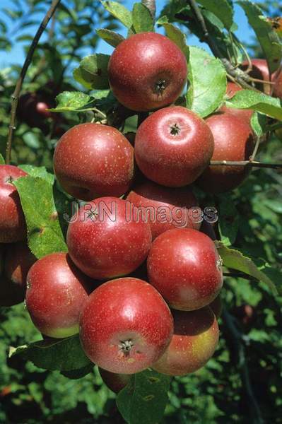 Apple 'Rome Beauty'