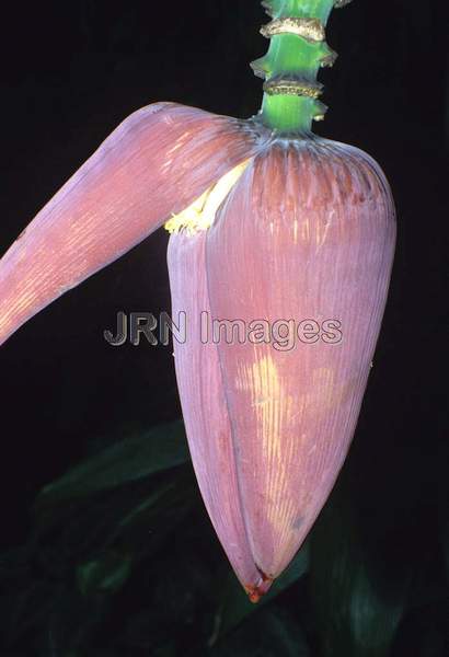 Banana flower