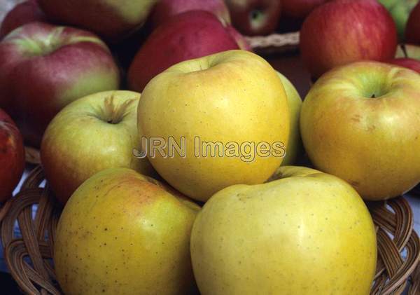 Apple 'Ozark Gold'