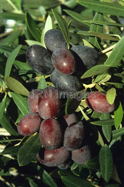 Olives