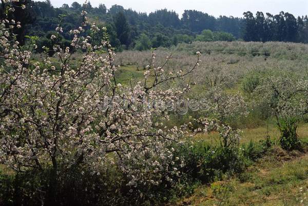 Apple orchard