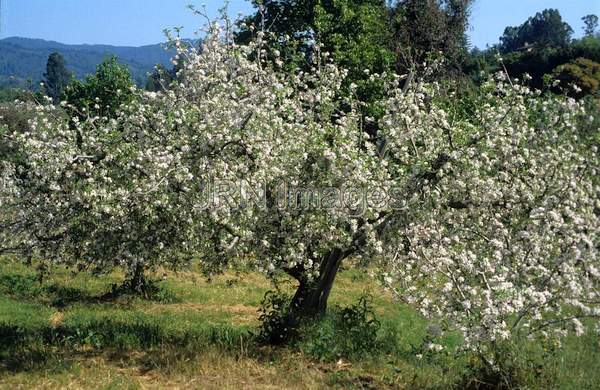 Apple orchard