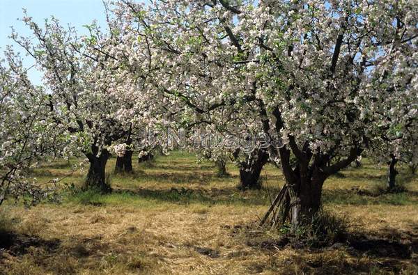 Apple orchard