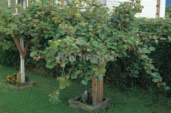 Actinidia deliciosa