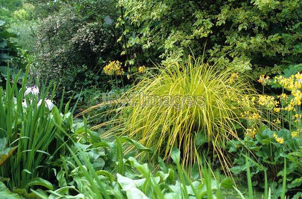 Carex elata 'Bowles Golden'