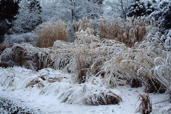 Ornamental grass garden