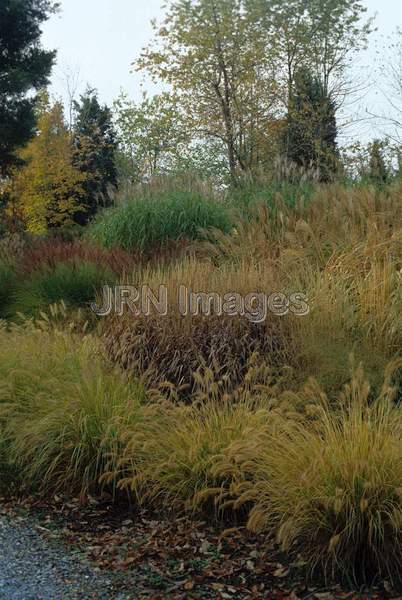 Ornamental grass garden