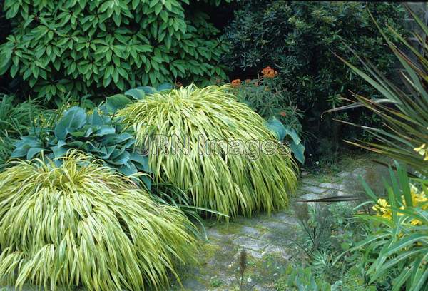 Hakonechloa macra 'Aureola'