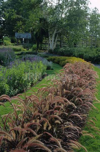 Pennisetum setaceum 'Burgundy'