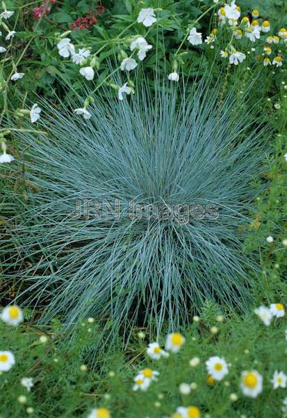 Ornamental grasses