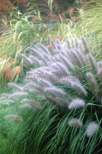 Ornamental grasses