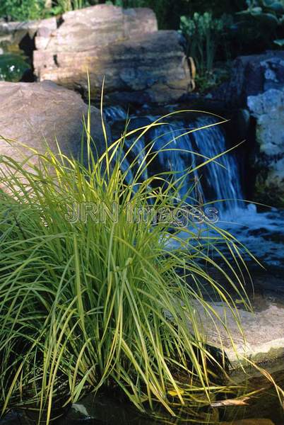 Carex elata 'Bowles Golden'