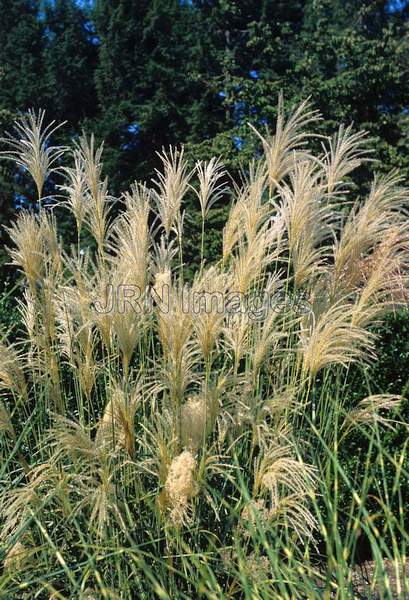 Miscanthus sinensis 'Malepartus'