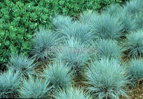 Ornamental grasses