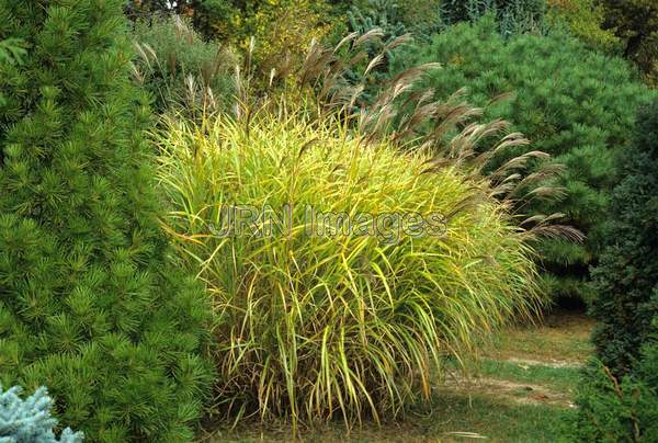 Miscanthus sinensis