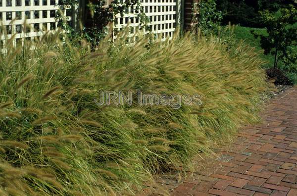 Pennisetum alopecuroides 'Hameln'