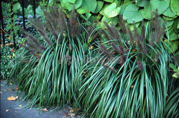 Pennisetum alopecuroides 'Moudry'