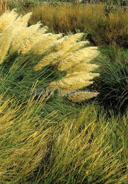 Ornamental grasses