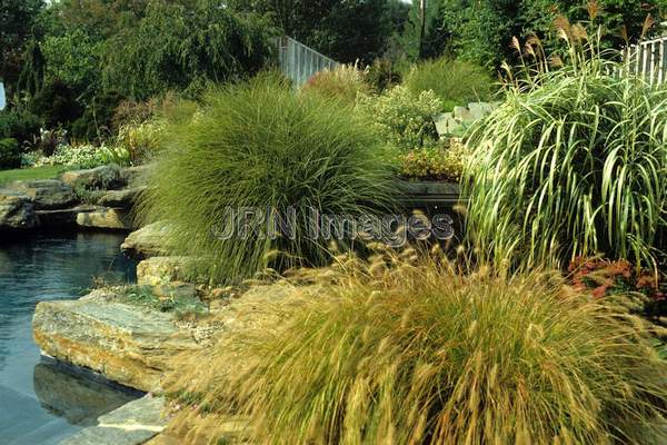 Ornamental grass garden