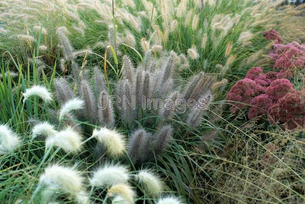 Pennisetum alopecuroides 'Moudry'