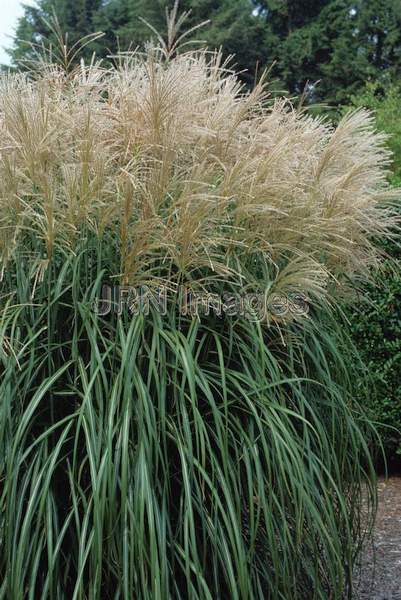 Ornamental grass