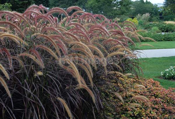 Pennisetum setaceum rubrum