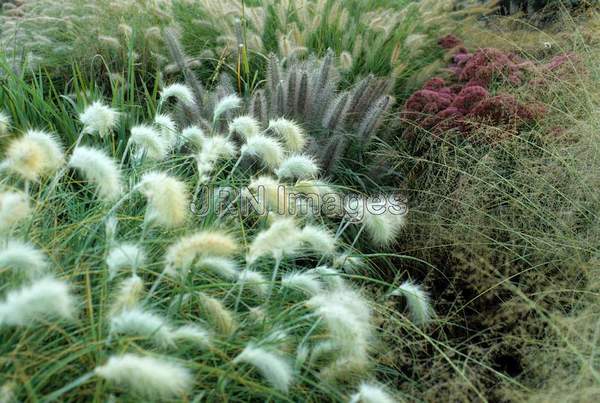 Pennisetum villosum