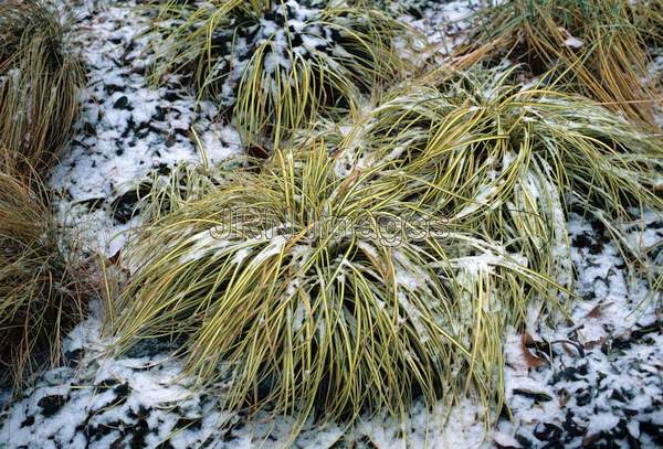 Carex morrowii 'Goldband'