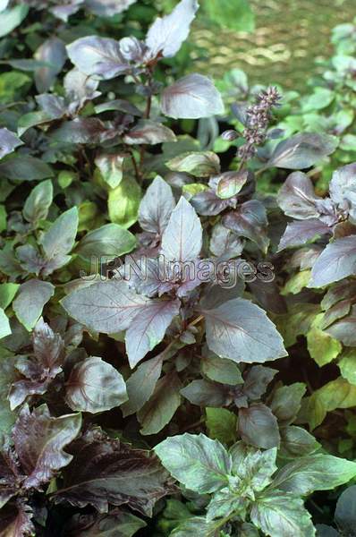 Ocimum basilicum 'Dark Opal'