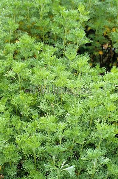 Artemisia abrotanum 'Tangerine'