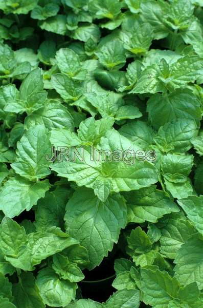 Mentha 'Grapefruit'