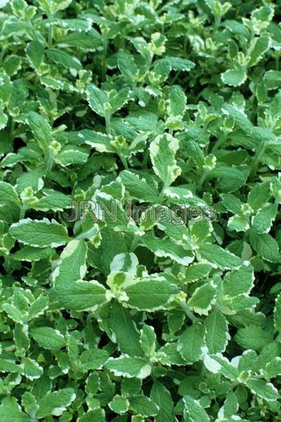 Mentha suaveolens 'Pineapple Mint'