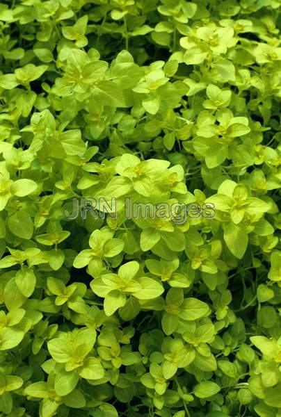 Origanum 'Norton's Gold'