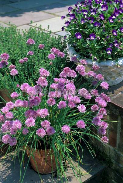 Allium schoenoprasum